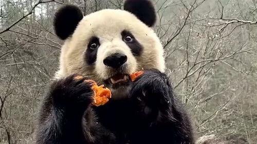 吃瓜熊猫动画视频下载免费,免费下载,欢乐无限 第3张 吃瓜熊猫动画视频下载免费,免费下载,欢乐无限 第3张