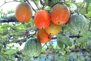 网红薄皮小吊瓜怎么吃,网红美食的多样吃法探索 第3张 网红薄皮小吊瓜怎么吃,网红美食的多样吃法探索 第3张