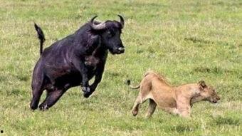 水牛配方爆料视频播放,爆款视频背后的播放奇迹 第1张 水牛配方爆料视频播放,爆款视频背后的播放奇迹 第1张